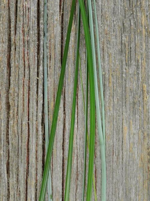 Bear Grass   Greens